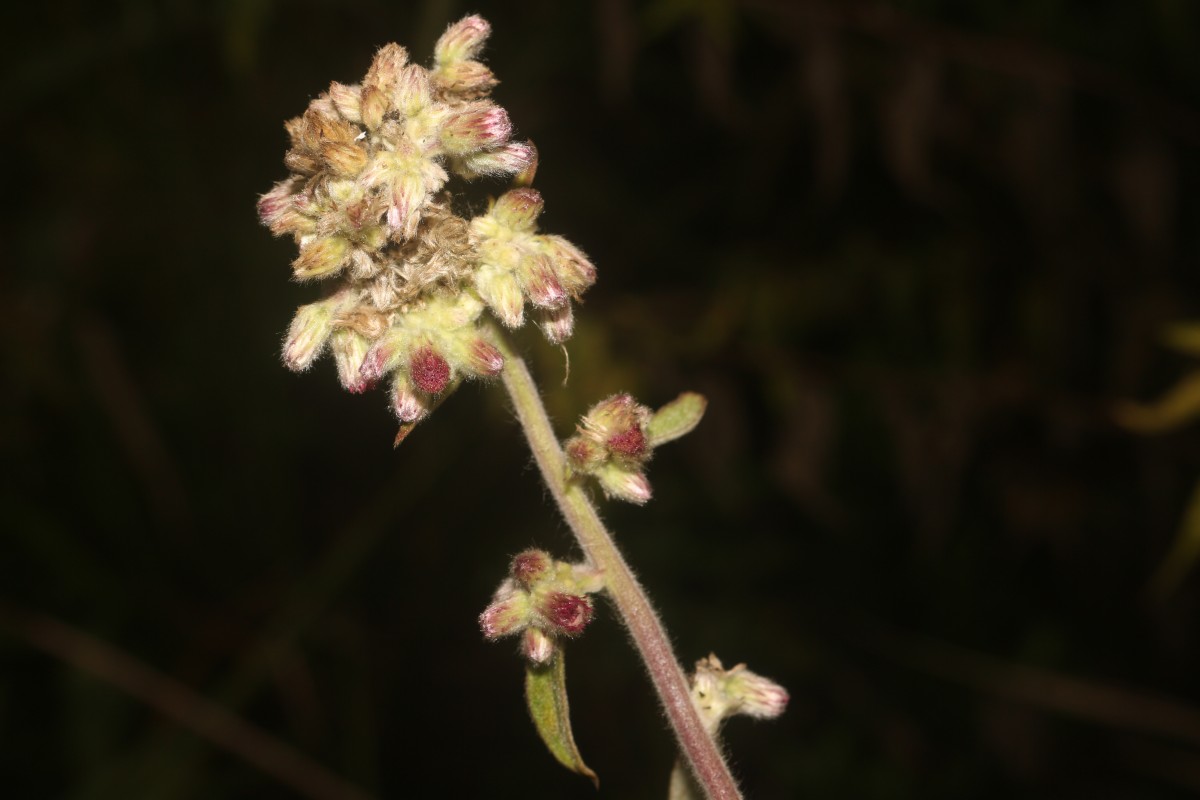 Blumea hieraciifolia var. flexuosa (C.B.Clarke) Randeria